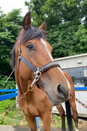 ㉑サニー(7口)　山武