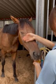 ⑱あゆみ(1口)　山武