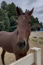 ⑲イヴ(1口)　山武