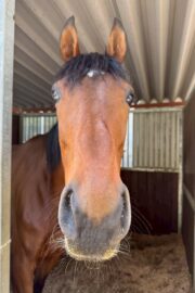 ⑰ユメ(2口)　山武