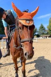 ③エル(2口)　山武