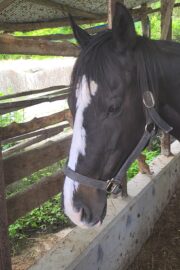 ㉓アンジュ(8口)　山武