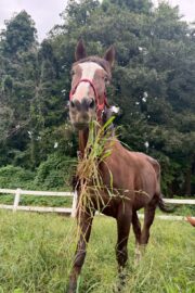 ㉝ マリア (8口)　四木