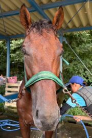 アキラ(オーナー決定)