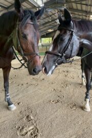 ㉓アンジュ(8口)　山武