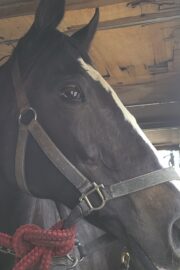 ㉓アンジュ(8口)　山武