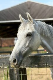 ㉘ヒカル(12口)　大阪