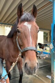 ④ケン(4口)　山武