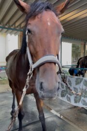 ⑮ヒメ(1口)　山武