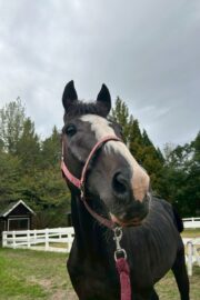 ㉕ラファ(9口)　大阪