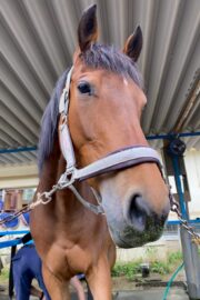 ⑮ヒメ(1口)　山武