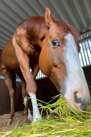 ②ハル(2口)　山武