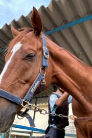 ⑭シャイン(8口)　山武