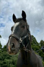 ①パヴォーネ(2口)　山武