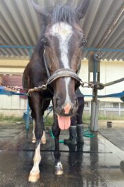 ①パヴォーネ(2口)　山武