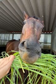 ⑬メメ(2口)山武