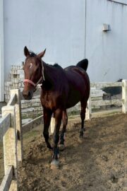 ⑲イヴ(1口)　山武