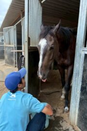 ①パヴォーネ(2口)　山武