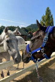 ㉛ミラクル(9口)　山武