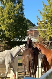 ㉛ミラクル(9口)　山武