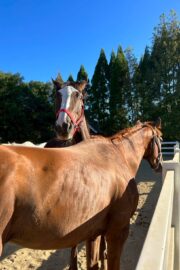 ㉝ マリア (8口)　四木