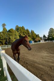 ⑬メメ(2口)山武