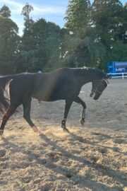 ⓪マッシュ(1口)山武