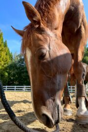 ㉜ククナ(8口)　四木