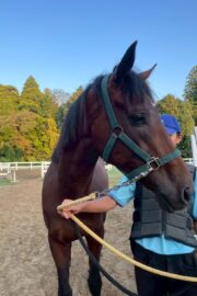 ⑨つむぎ(1口)　山武