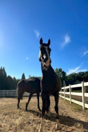 ㉓アンジュ(8口)　山武