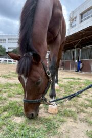 ④ケン(4口)　山武