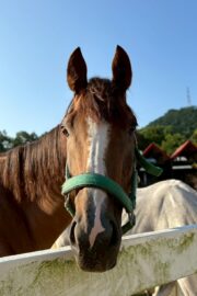 ㉚アイリス(8口)　大阪