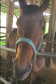 アキラ(オーナー決定)