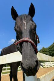 ㉟ジュライ(オーナー決定)