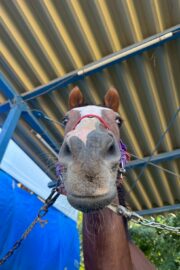 ㉝ マリア (8口)　四木