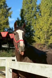 ㉝ マリア (8口)　四木