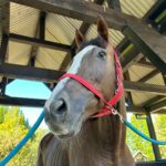 Retouch所属の馬の購入について