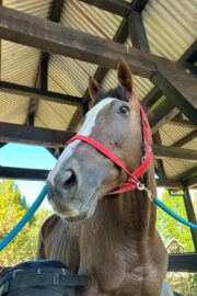 ㉝ マリア (8口)　四木