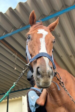 ⑭シャイン(8口)　山武