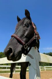 ㉟ジュライ(オーナー決定)