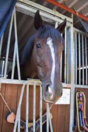 ⑤ハオ(1口)　山武