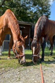 ㉗チャコ(8口)　大阪