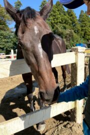 ㉔ヒナタ(8口)　山武