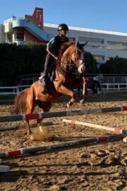 ②ハル(2口)　山武