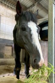 ㉕ラファ(9口)　大阪