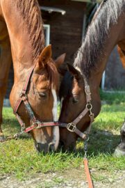 ㉖永遠(とわ)(8口)　大阪