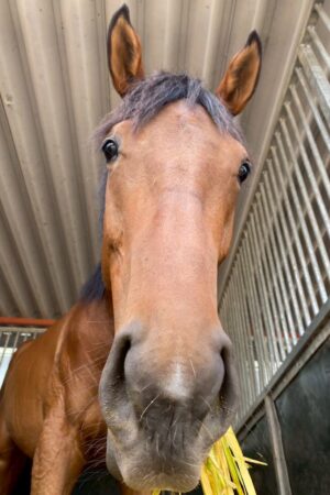 ⑱あゆみ(1口)　山武