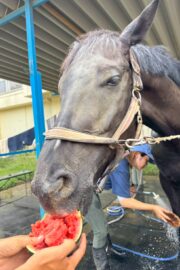 ⓪マッシュ(1口)山武