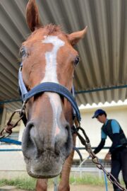 ⑭シャイン(8口)　山武