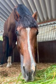 ㉑サニー(7口)　山武